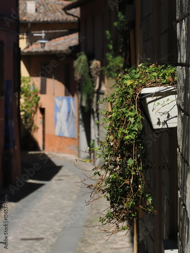 Dozza, provincia di Bologna, nord Italia. In primo piano un vaso di edera, sfondo sfocato con vicolo del centro storico. Il paese è famoso per i murales.