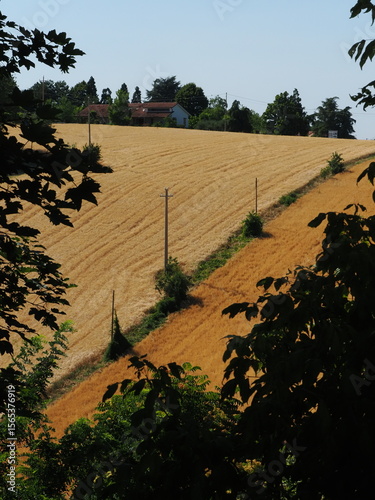 Dozza, provincia di Bologna, nord Italia. Campi di grano.