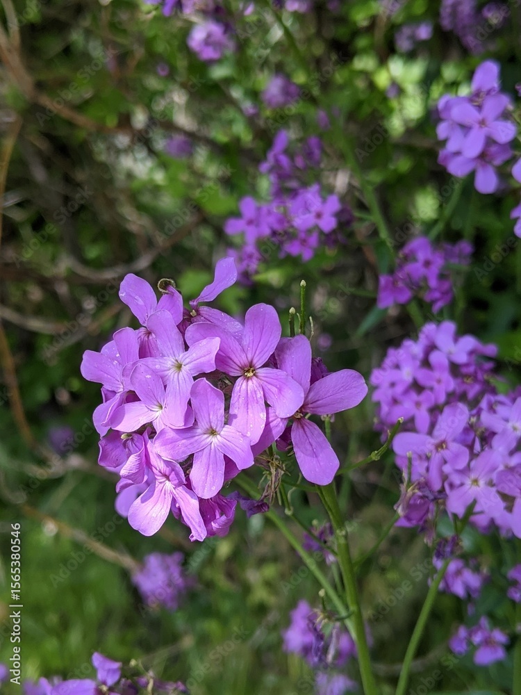 Obraz premium purple flowers in the garden