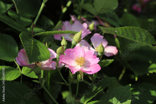 Side view of some flowers and unopened buds of a Climbing Prairie Rose (Rosa setigera) in eastern North America. 
