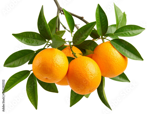 Orange Tree Branch with Ripe Oranges and Glossy Green Leaves, isolated on transparent background
