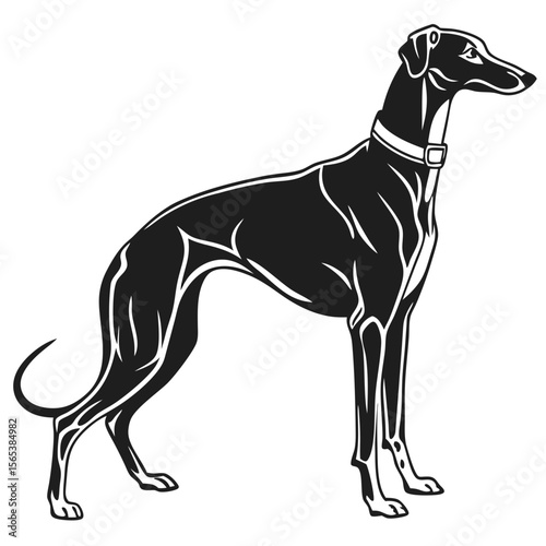 Elegant Greyhound Silhouette Illustration