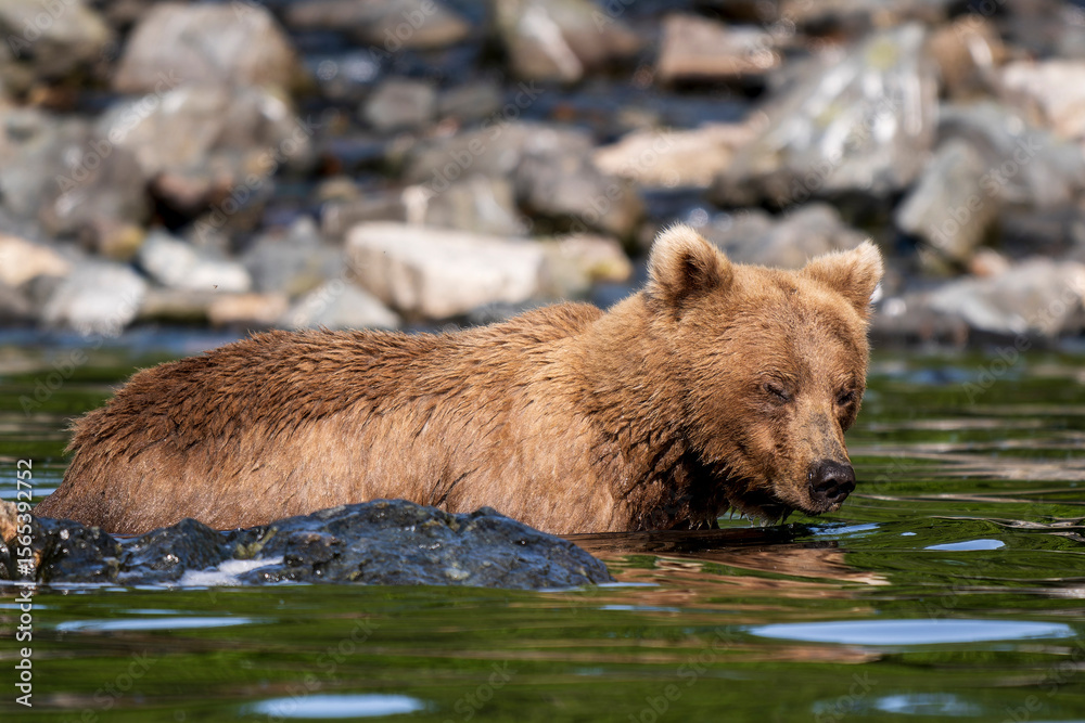 Fototapeta premium Brown Bear Swimming Scavenging and Swimming in Alaska
