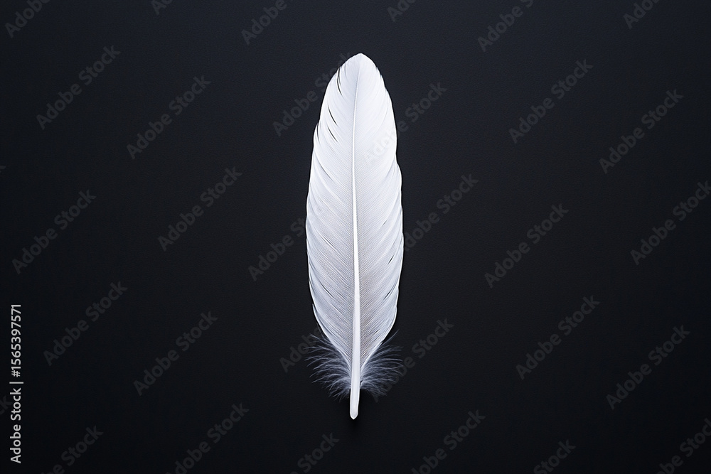 White feather on dark backdrop highlights texture and detail White feather on dark backdrop highlights texture and detail