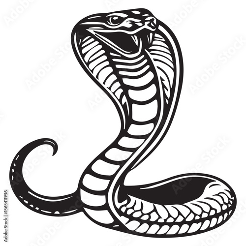 A cobra snake is isolated on white background
