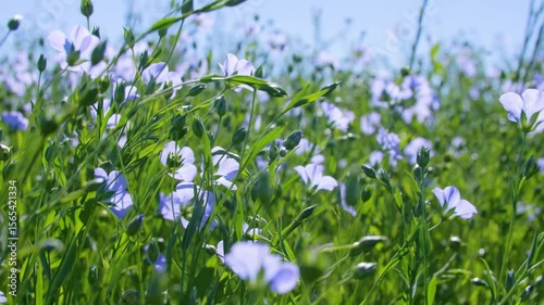 Close-up of blooming flax swaying in the wind on a sunny day. Blue flax flowers.