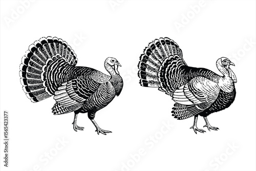 Turkeys stand side by side, isolated on white background