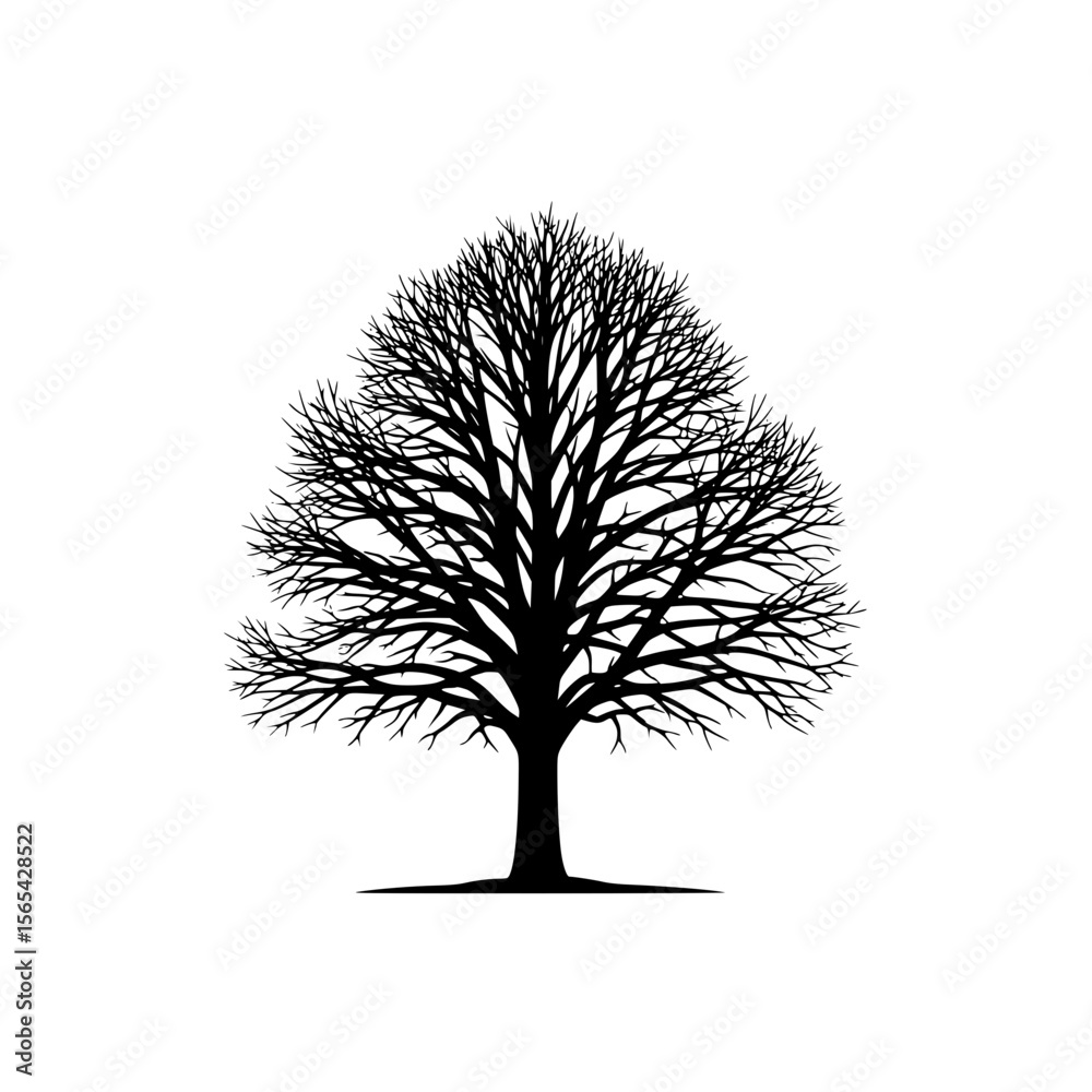 Fototapeta premium Black Silhouette of a Large Mature Tree with Bare Branches Against a White Background