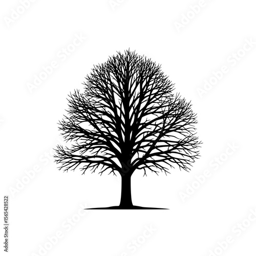 Black Silhouette of a Large Mature Tree with Bare Branches Against a White Background