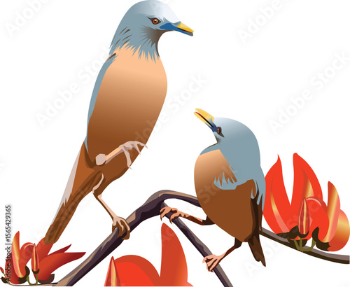 Two beautiful Chestnut-tailed Starlings, known for their distinctive plumage, are depicted perching gracefully on a branch adorned with vibrant orange and red "Flame of the Forest" (Palash) flowers.