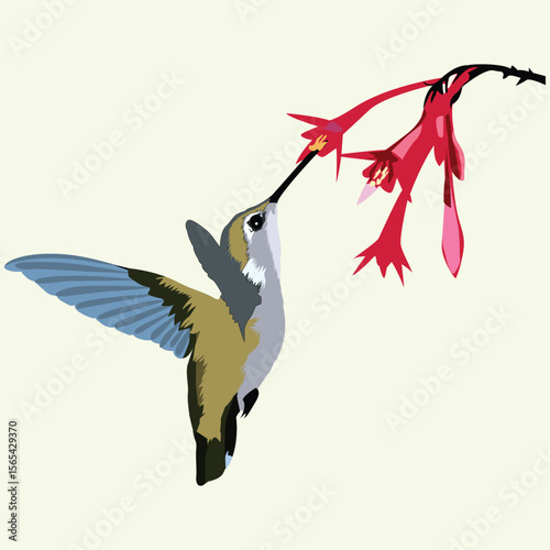 Hummingbird Feeding from Red Flower