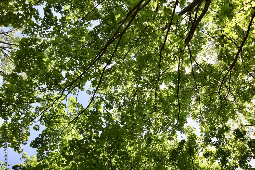 Fototapeta premium A view under the trees in the forest.