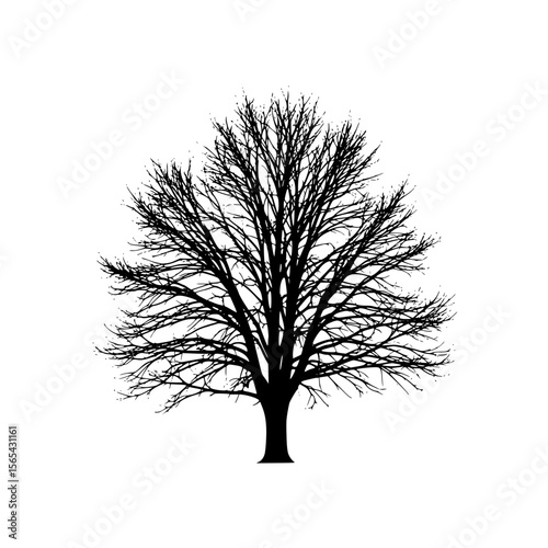 Striking silhouette of a deciduous tree in its winter bareness showcasing intricate branches against a white background
