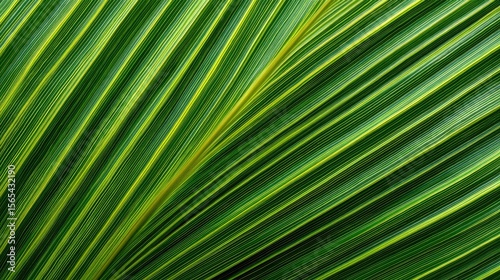 Close-up of vibrant palm leaf veins