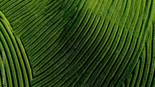 Aerial view of terraced rice paddies
