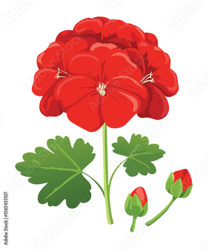 Rich Red Geranium Flower Head with Green Leaves