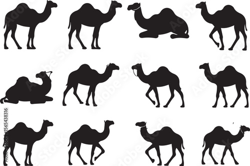 A set of different types of black Camel Wild Animals silhouette icons on a white background. Each  has a unique position. The icons are illustrations