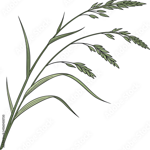 A Single Blade of Fresh Green Grass with Gentle Nodding Vector Illustration