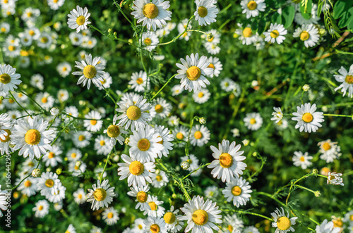 Fototapeta Naklejka Na Ścianę i Meble -  White field daisies.Top view. Chamomile flowers blooming on defocused background. Pleasant natural summer meadow scene.