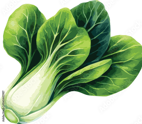 Vector watercolor painted illustration of a bok choy2