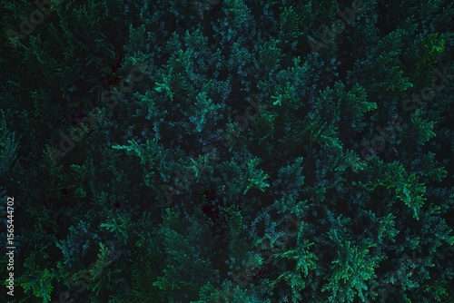 Close up view of a dense foliage with rich green and blue tones. The textured plant creates a moody, atmospheric pattern ideal for nature, wilderness, and environmental themes.