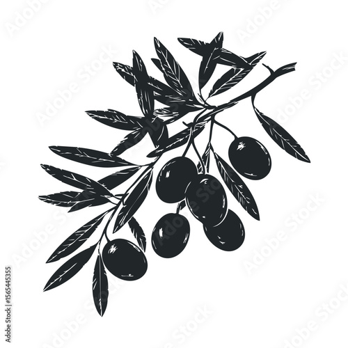 Black and white olive branch illustration with detailed leaves and olives