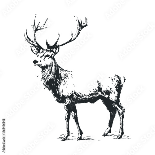 Detailed black and white sketch of a majestic stag with antlers
