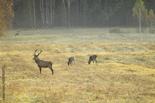 Deers in the field during the rutting season in the autumn. Unique image of animals in their natural habitat 