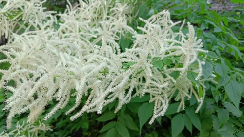White Astilbe flowers (Astilbe) in full bloom, showcasing delicate blossoms