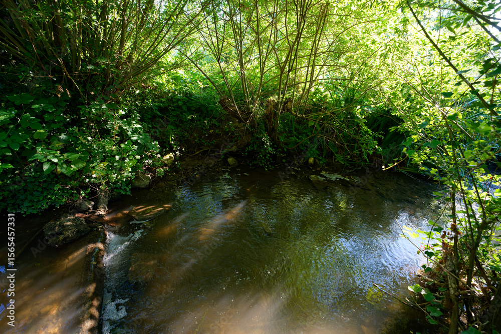 Obraz premium Misery stream in the marshes of the lower valleys of the Juine and the Essonne rive.r Écharcon village 