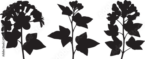 Three distinct black silhouettes of cotton plants with bolls and leaves, showcasing various stages of growth, ideal for agricultural, botanical, or textile industry designs