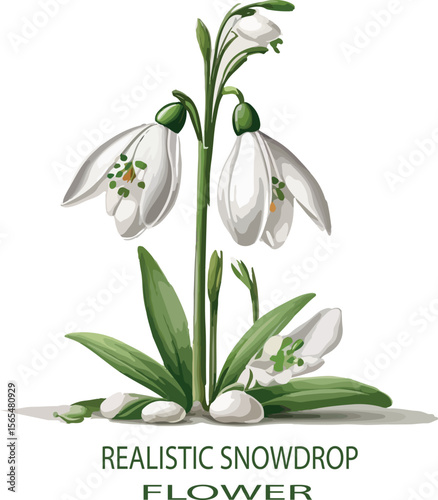 Realistic snowdrop flower Vector white background .