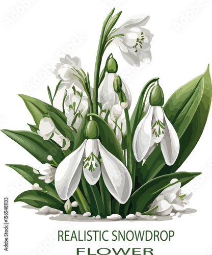 Realistic snowdrop flower Vector white background .