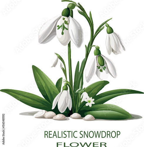 Realistic snowdrop flower Vector white background .