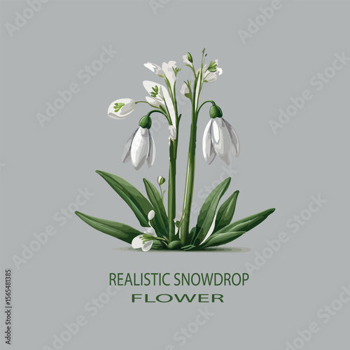 Realistic snowdrop flower Vector white background .


