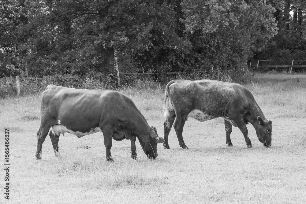 Naklejka premium Ein Sommermorgen im Münsterland