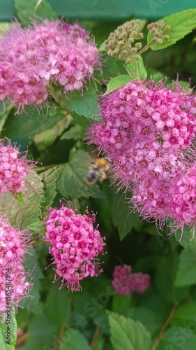 Bee pollinating Japanese Spiraea (Spiraea japonica) flowers