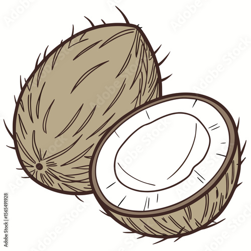 Whole and halved tropical coconuts with brown fibrous shells tropical fruit whole coconut