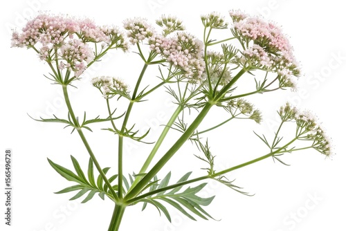 wild valeriana officinalis flowers isolated on white