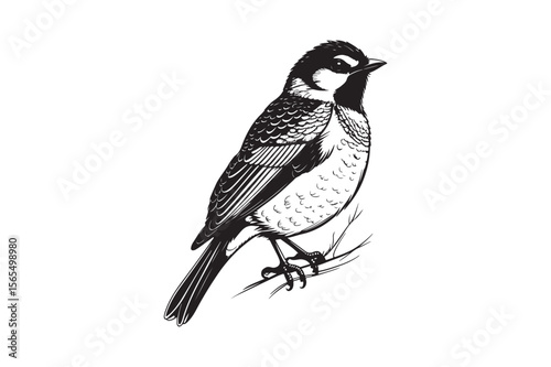 Detailed black and white illustration of a small bird perched on a branch