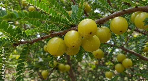 Indian Gooseberry Tree Branch with Ripe Fruit - Close-up of a branch laden with ripe, yellow Indian gooseberries, showcasing their vibrant color and texture against lush green foliage