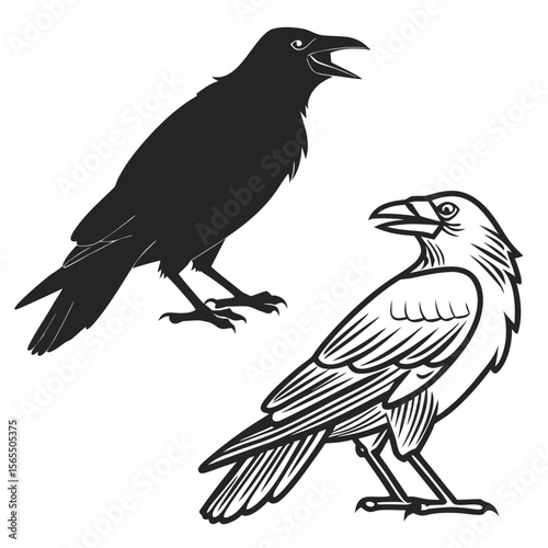 Black crow silhouette and detailed drawing raven bird