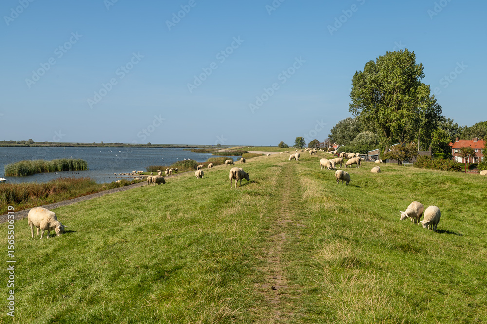 Fototapeta premium Sheep graze on the dike near the fishing village of Makkum in Friesland.