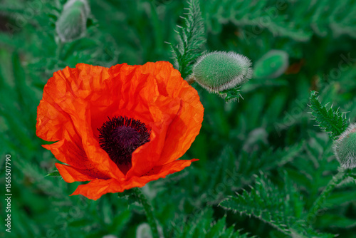 Close-up of bright red poppy flower in a garden. Shallow depth of field.