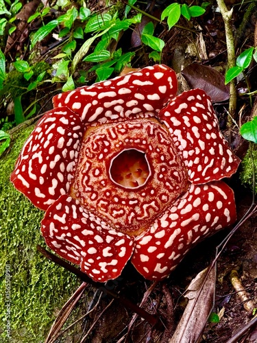 Giant Rafflesia Flower Blooming in Borneo Rainforest
