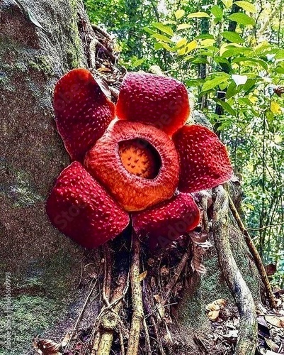 Giant Rafflesia Flower Blooming in Borneo Rainforest
