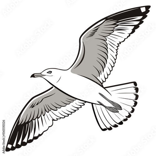 White seagull with grey wings flying bird