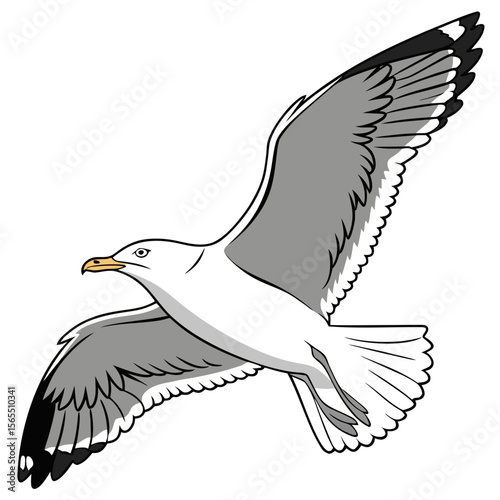 White grey bird flying with wings spread seagull