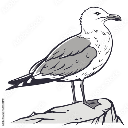 White and gray seagull standing on rock bird wildlife