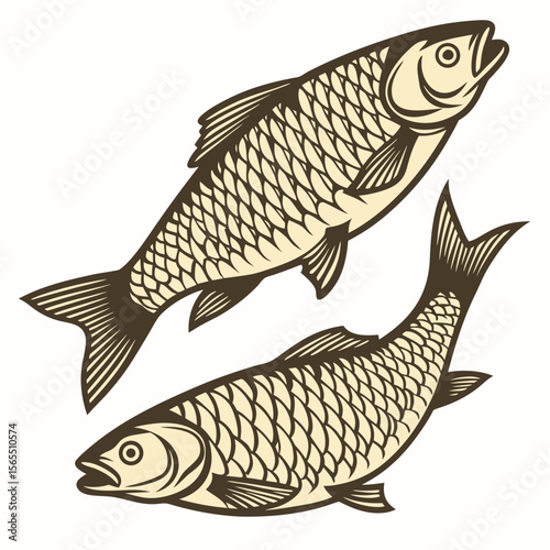 Two fish swimming with scales and fins aquatic